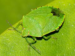 Green Stink Bug